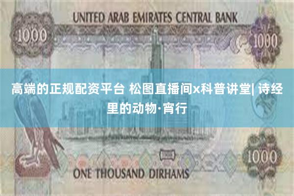 高端的正规配资平台 松图直播间x科普讲堂| 诗经里的动物·宵行